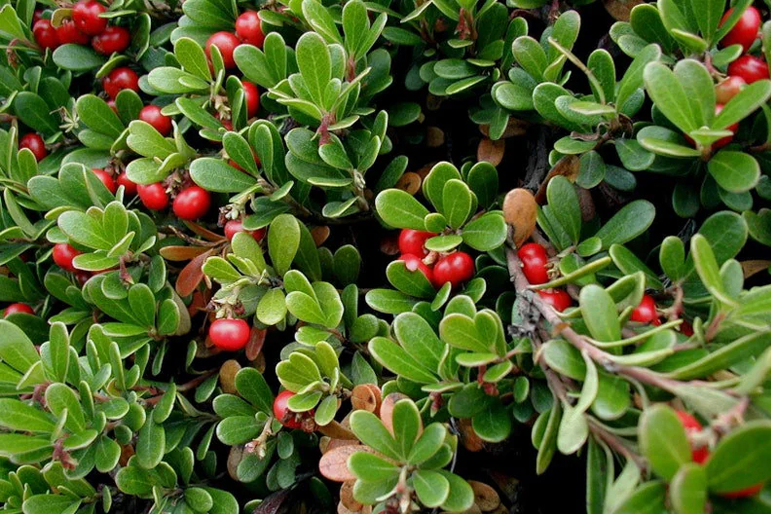 East Hampton Southampton Brookhaven Revegetation Company